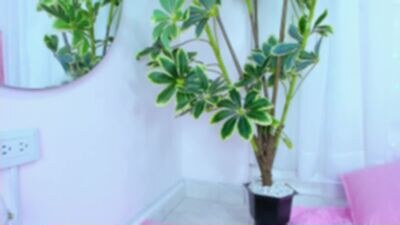 cataleya_ebony8 public webcam profile photo 4