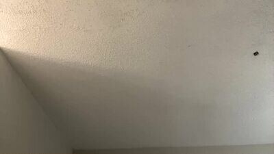 d33d667696