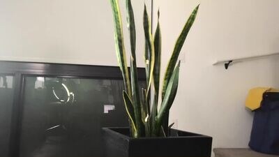 Phattpinktaco