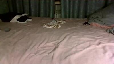 sweet_lilbunny public webcam profile photo 6